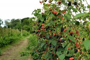 Bramble Pruning  - - - we've got your back